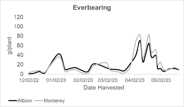 Line graph of Albion Vs. Monterey date harvested vs. g/plant