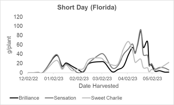 line graph comparing Brilliance, Sensation, Sweet Charlie (date harvested vs g/plant)