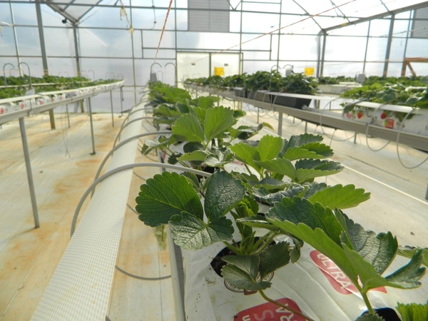 Strawberry plants in grow bags