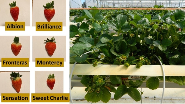 labeled photos of each cultivar fruit and full Albion plant