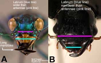Close up view of mouthparts of Cicindelini (Long mandibles with labrum wider than antennae) vs. Harpalini (Labrum narrower than antennae)