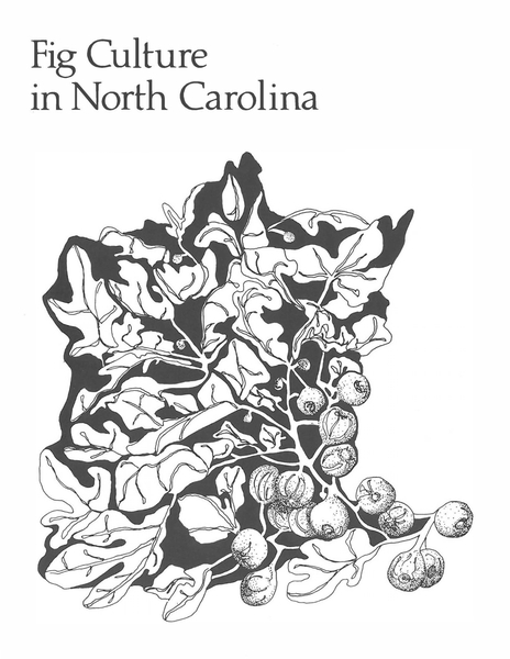 Thumbnail image for Fig Culture in North Carolina