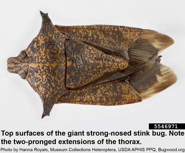 The giant strong-nosed stink bug