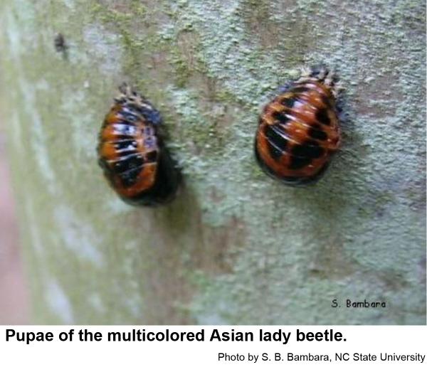 Multicolored Asian lady beetle pupae