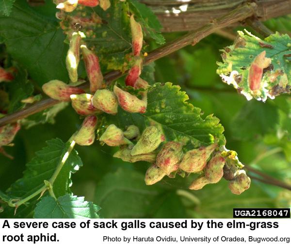 A serious case of elm sack galls!