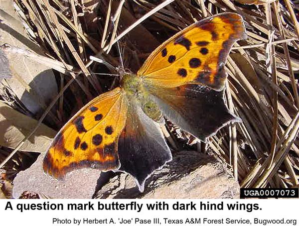 hind wings of this question mark butterfly are very dark
