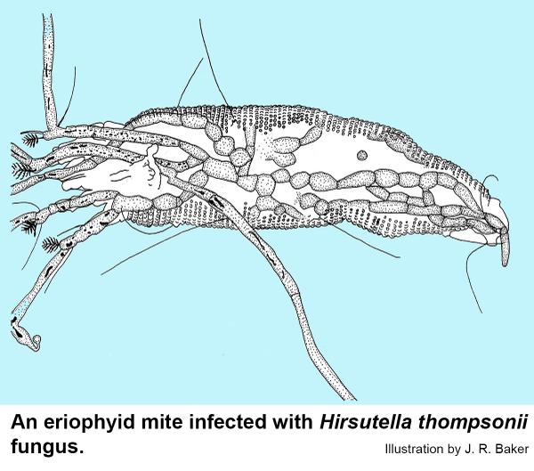 An eriophyid mite infected with a parasitic fungus, Hirsutella thompsonii