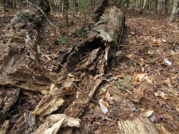 Photo of hollow log.