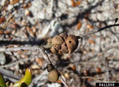 A woody swelling on a twig with small holes