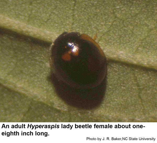 Hyperaspis lady beetle