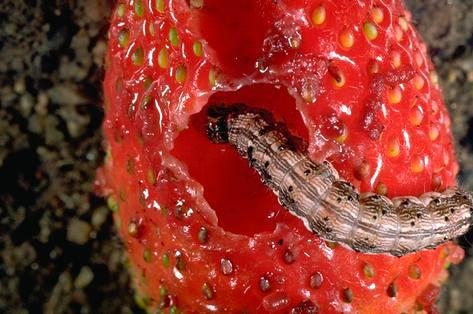 Large corn earworm feeding on a strawberry fruit