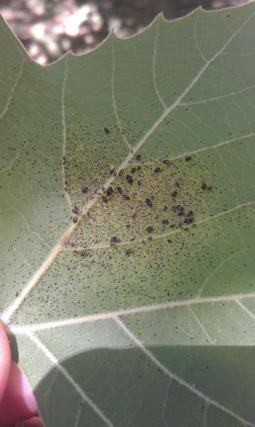 Sycamore blonder bugs