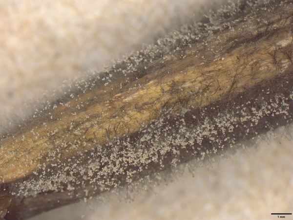 close-up of fuzzy mold on stem