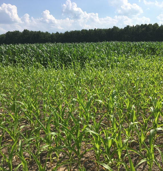 Field photo of stunted, chlorotic corn in the foreground, and healthy, tall corn in the rear