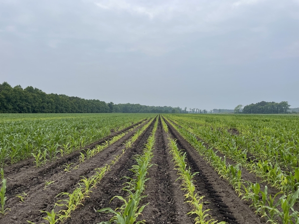 Field photo of stunted, chlorotic corn in the middle, and healthy corn to each side