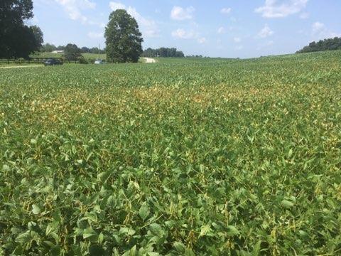 Photo of wilting and chlorosis of soybeans
