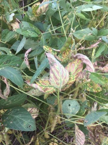 Photo of soybean affected by SDS