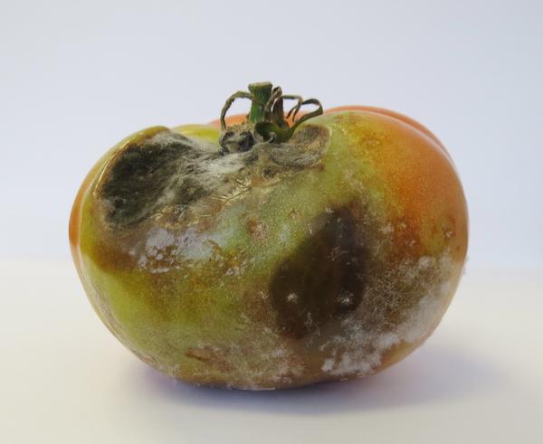 Tomato with very rotten areas