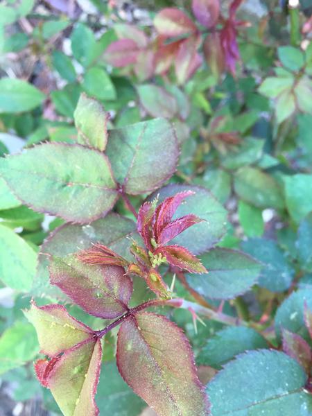 Aphids on roses.
