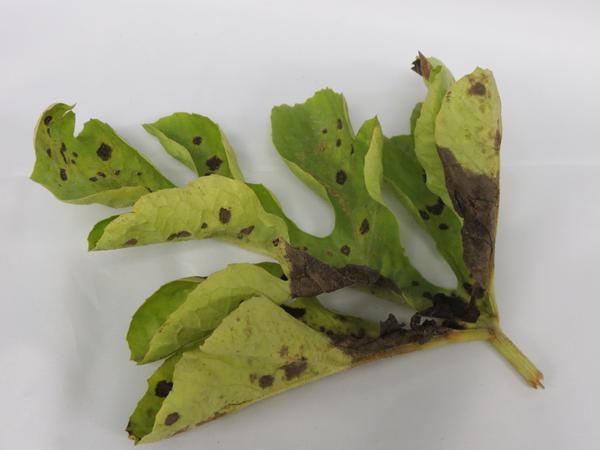 GBS leaf spots