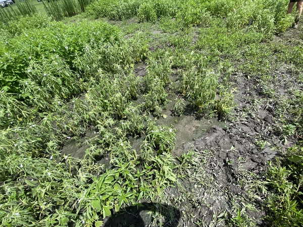 A field with wet, muddy soils and wilted sesame plants.