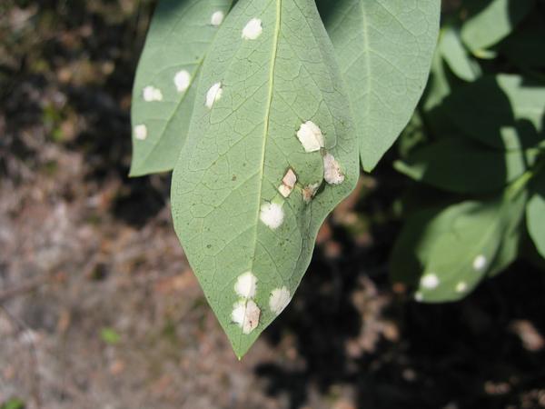 Exobasidium on blueberry underside of leaf