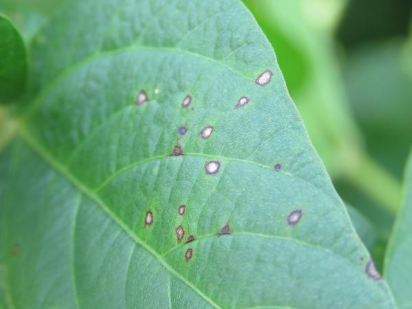 Photo of mature frogeye leaf spot lesion