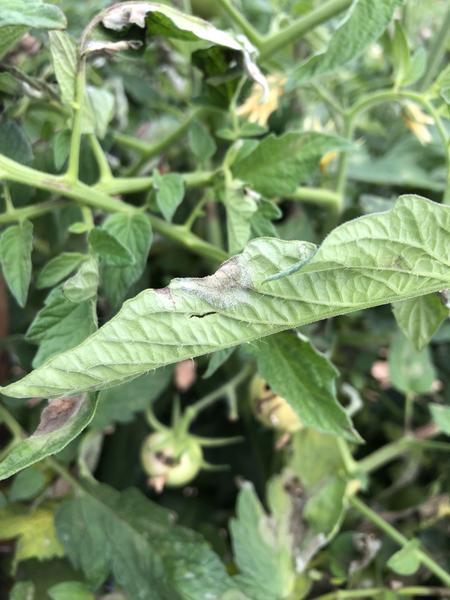 Sporulation of late  blight pathogen on underside of tomato leaf