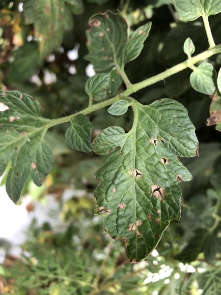Gray leaf spot on tomato foliage