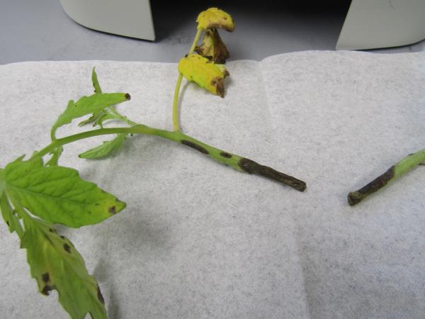 Collar rot stem lesions on greenhouse tomato seedlings.