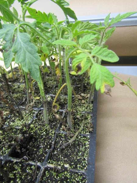 Collar rot stem lesions on greenhouse tomato seedlings.