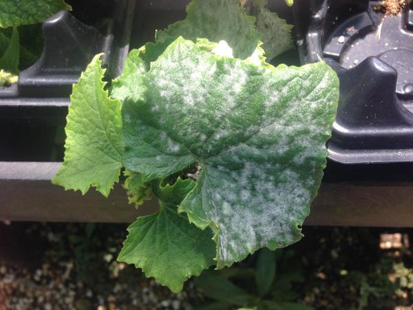 Cucumber leaf infected with powdery mildew