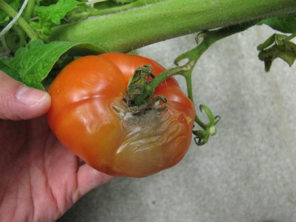 Botrytis on tomato fruit