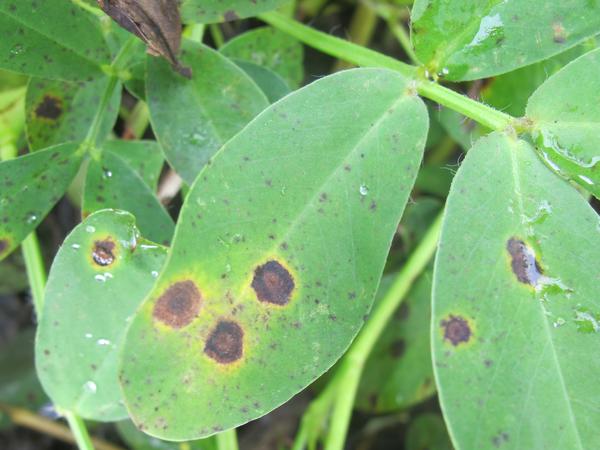 Leaf with early and late leaf spot lesions