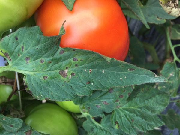 Early blight symptoms on tomato