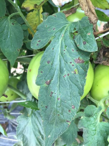 Symptoms of early blight on tomato leaf