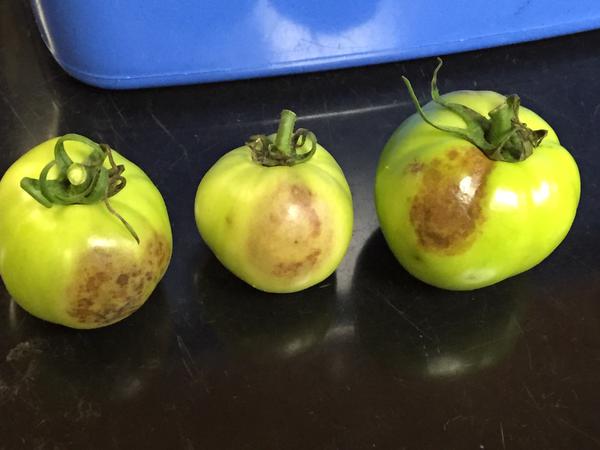 Green tomato fruits with brown areas