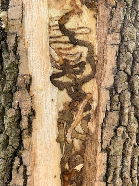 A tree trunk with its bark peeled away, revealing two long, flat, cream-colored beetle larvae and S-shaped tunnels in the wood.