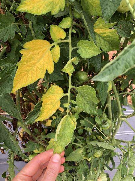 Fusarium wilt symptoms on tomato showing one-sided yellowing