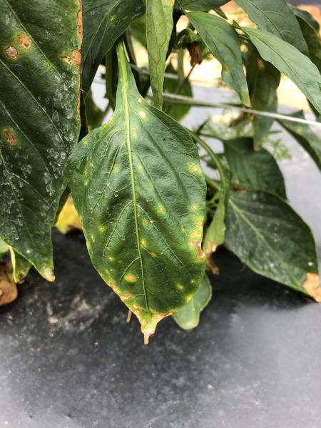Bacterial spot on pepper leaf