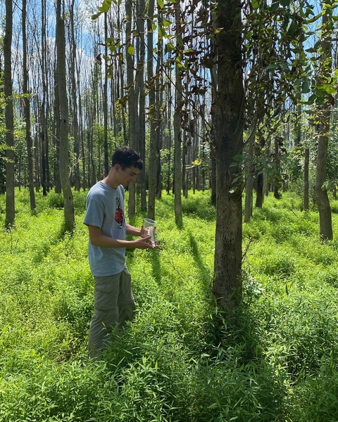 A person holding an open cup containing wasps in a stand of trees.