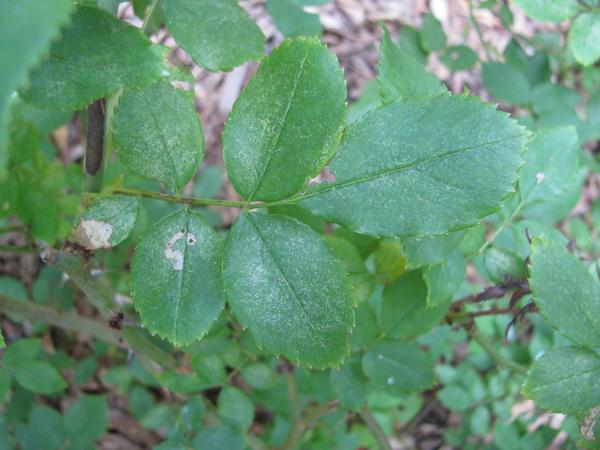 Spider mite stippling damage on a rose leaf