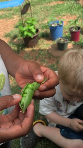 A person holds a pea pod with peas visible while out in a garden with a young child.