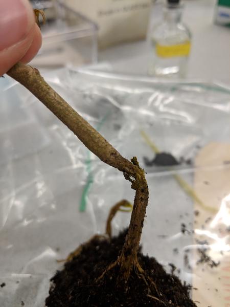 Photo of Fusarium stem canker