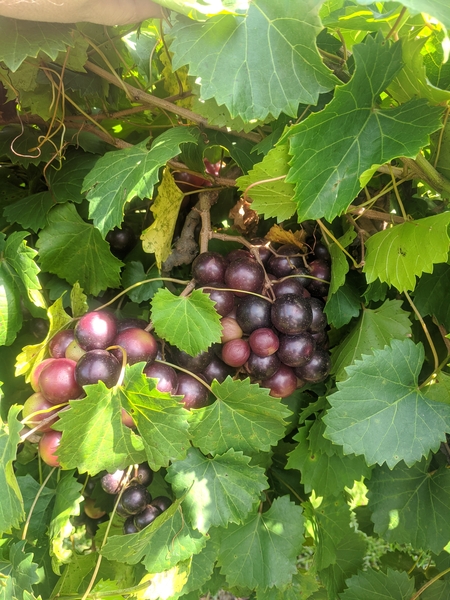 Bunch of grapes with green foliage