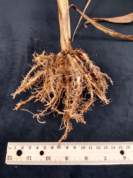 Additional photo of corn plant roots infected with sting nematode