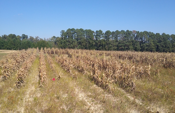 Stunted corn in field