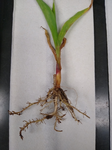 Corn plant infected with sting nematode