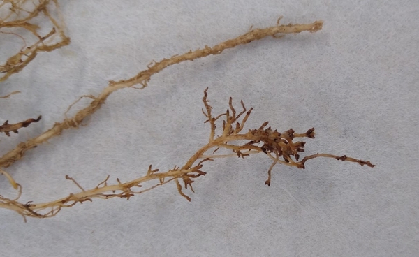 Enlarged view of a corn plant roots infected with sting nematode