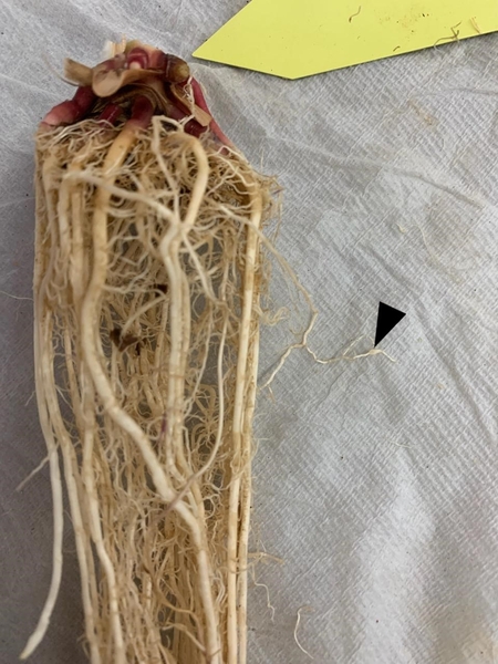 Root system of a corn plant, with a single small root-knot nematode gall indicated by the black arrowhead